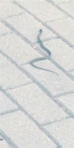 snakes 🐍 portugal