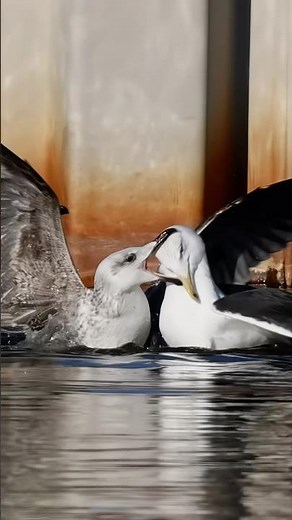 Insane gull fight !!! Those lovable gulls 😂 Copyrighted 🎥on Canon R1 + RF 100-500 #wildlife #birds