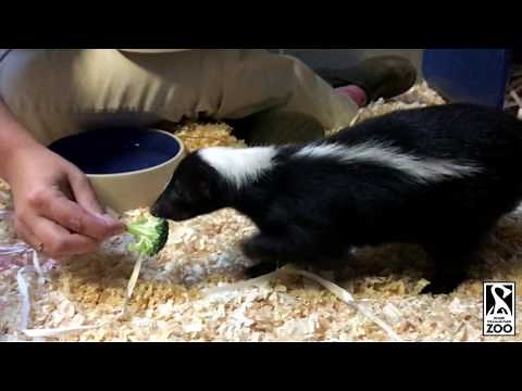 Skunk feeding