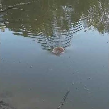 110cm surface munching Murray Cod