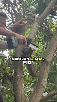 LIBAS POHON MANGGA GONDRONG DIRUMAH BOS SAWIT #petanimilenial #sawitindonesia #foryou