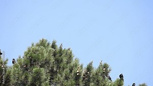 group of crows flying in and landing at the top of a pine