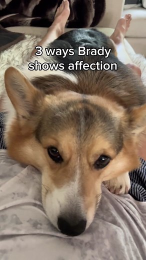 Adorable Corgi Dog Loves Cuddles and Snuggles