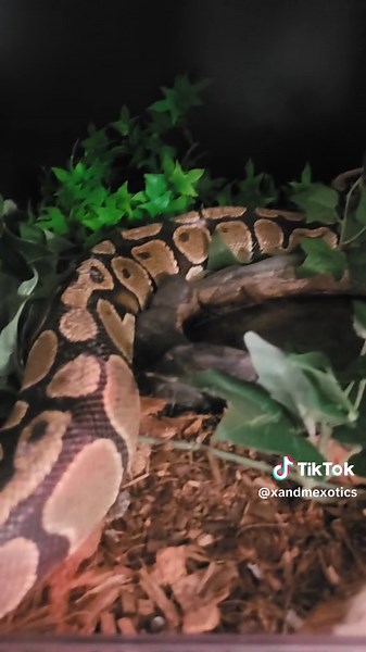 spicy girl Medusa . . . . #ballpython #snake #enclosures #enclosuresetup #prettygirl