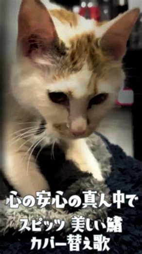 [Parody Cover] Endless Kneading! Can't stop the paws! 🐈‍⬛🎶｜Utsukushii Hire (Spitz)