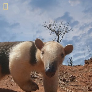 A lesser tamandua, also known as the collared anteater, foraging. The collared anteater uses its powerful forearms in self-defense. If it is threatened in a tree it grasps a branch with its hindfeet and tail, leaving its arms and long, curved claws free for combat. If attacked on the ground, this anteater backs up against a rock or a tree and grabs the opponent with its forearms. South America's Weirdest Animals starts next Sunday 2nd August at 7pm on National Geographic Wild UK 📸: NHNZ | Max Q