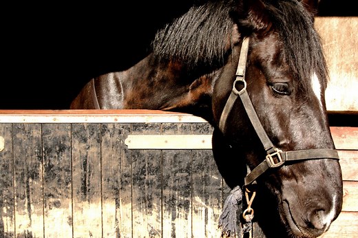 9 signs of depression in horses