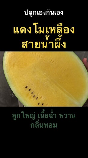 ปลูกแตงโมเหลืองไซส์ใหญ่ 7 กิโล อร่อยหวาน