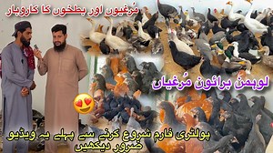 Golden Misri & Lohman Brown Poultry Farming Business Tips | Ducks & Turkey Birds 🦢 | Izhar Ali Shah | Izhar Ali Shah Vlogs