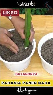 GILA! Cuma Pakai PISANG Busuk, Buah Naga Jadi Super Lebat? Ini Rahasianya! 🌵🍌