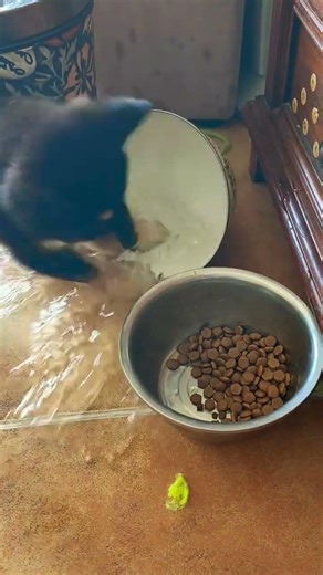 Thirst quenched… chaos unlocked — flipped the bowl right after 😄🐶💧 #MessMaker #DogLife #FunnyPets