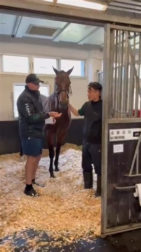 Carrots for the World’s Best Sprinter! 🥕 KA YING RISING tucks into his favourite snack, courtesy of trainer David Hayes… | Hong Kong Racing