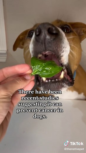 Can Dogs Eat Spinach? Dog Health Tips and Nutrition Guide