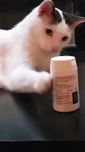 Cats Knocking Things Over! Weird Cat Behaviours Explained! #facts #cat #catfacts #cutecats #funny