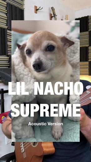 Dog Songs for Puppies: Heartwarming Melodies