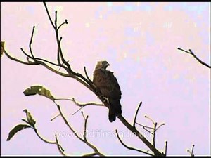 Raptors: Birds of prey