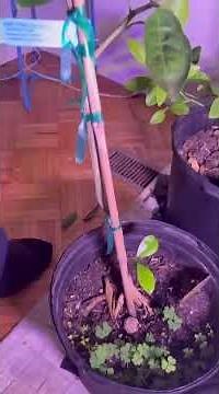 Growing a Tangelo Fruit Tree in Zone 7. #GrowingCitrus #Tangelo #GardenShorts #GardeningExperiment