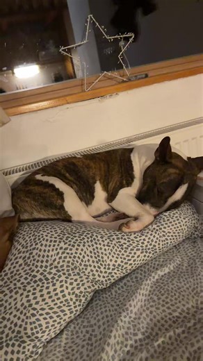 DEAbullterrierminiatur (@deabullterriermin)’s videos with Snoring sound [loud, male](1245946) - Takeshi Shono