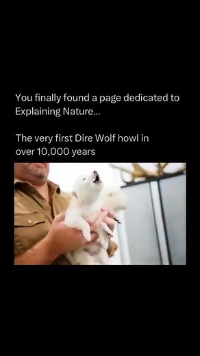 Explaining Nature on Instagram: "Colossal Biosciences has taken gray wolves and used genome editing to give them certain traits thought to resemble those of the extinct dire wolf (Aenocyon dirus). They sequenced ancient DNA from dire wolf fossils, identified about twenty genetic edits across fourteen genes that influence physical characteristics like coat color, body size, skull structure, and musculature, and applied those edits to gray wolf cells. • #reels #explore #nature #viral #interesting