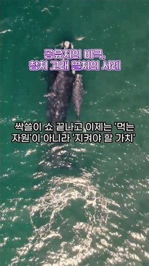 공유지의 비극, 참치 고래 멸치의 사례 #overfishing #tragedyofcommons #tuna #whale #anchovy #공유지의비극