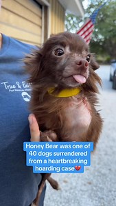 On May 6th, our rescue went to Hillsborough Animal Shelter to pick up Honey Bear and seven others. Honey Bear had a huge, infected wound on the side of her neck. She was scared, but her little tail still wagged, hoping someone would finally love her. Today, July 13th, Honey Bear is safe at our sanctuary, healing from her bilateral hip and knee surgery. Her hair is back. She is no longer itching nonstop or living in constant pain. For the first time in years, she is on the road to feeling whole a