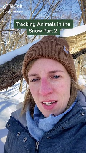 Identifying Rabbit Tracks: A Guide for Nature Enthusiasts