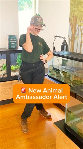3.8K views · 57 reactions | The moment you’ve all been waiting for, the Kalamazoo Nature Center has a new animal ambassador! What they lack in size, they make up for in protein (that our other ambassadors are excited to partake in ). Please join us in welcoming KNC’s new Dubia Roaches 荒 | Kalamazoo Nature Center | Facebook