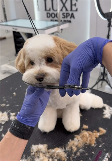 Expert Dog Grooming Tips for Tosa Breeds