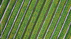 Spinning top-down view of marigold flowers plantations, camera fly up while looking straight down to rows. Unusual perspective of cultivated ornamental plants, flowers farm at central Bali