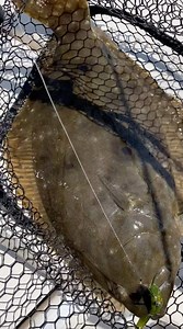 Want to be a lure tester? Then claim your FREE pack of the proprietary scented Alabama Leprechaun lures from Salt Strong today! All we ask in return is that you cover the small $2.87 First Class shipping charge, give us your honest feedback on the lures, and send us pics of the fish you catch. Sound fair? Then click here to get your free pack now (while supplies last): https://www.saltstrong.com/alabamaleprechaun-og/ | Salt Strong