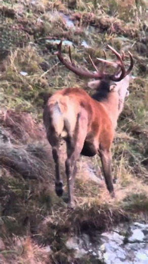 Il bramito nel parco