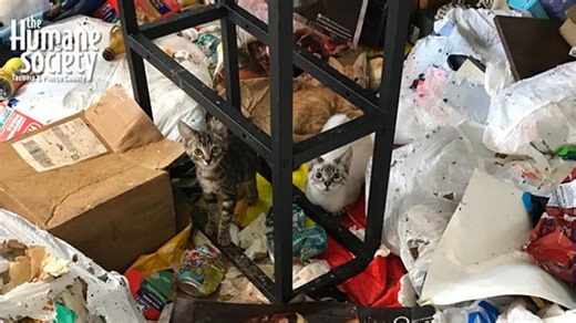 Video shows ‘biohazardous’ conditions inside apartment where 100 cats were found