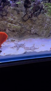 Did you know starfish are this fast? 💨 #starfish #aquarium #reeftank #fishtank | Danny's Aquariums