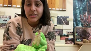See what all the buzz is about in this week’s Curator’s Corner on the Eastern Dobsonfly found in West Tennessee 🦟🦗🐜🐝 | West Tennessee Delta Heritage Center