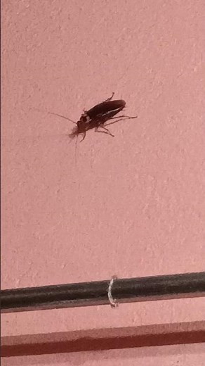 flying cockroach#insects 🪳