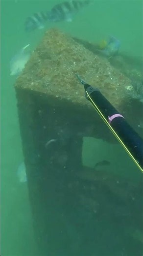 This Fish Came Out of Nowhere in the Murk