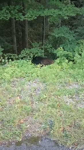 2.1K views · 30 reactions | Bear in the woods | Cades Cove Riding Stables (The National Park's stables in Cades Cove) | Facebook