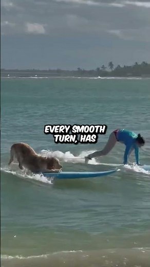 Surfing Dog Wows the Crowd