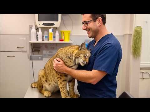 This Scared Bobcat Came Into A Veterinary. She Can’t Hide Her Fear! 🤣