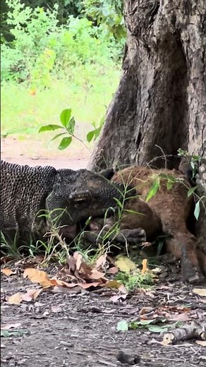 OMG☠️😱 FULL ATTACK Mode!🔥 #americanviewers #komodo #komododragon #komodoattack #komodowildlife