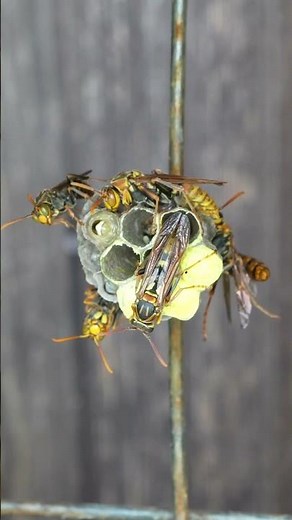 Growth Record of Paper Wasp Nest