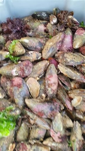 Exploring Mount Maunganui: A Dive into New Zealand