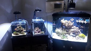 Reef-Pi Making Chores a Bit Easier #piday #raspberrypi @Raspberry_Pi