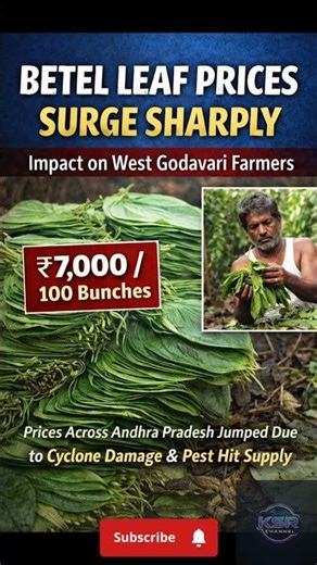 betel leaf prices hit ₹7,000 | west godavari farmers face tough times