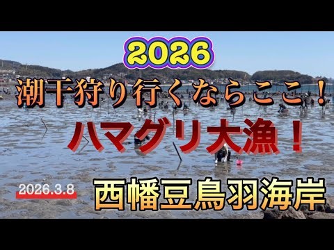 [Nishihazu Toba Beach] If you want to go clamming, this is the place to go! Huge catch of clams!