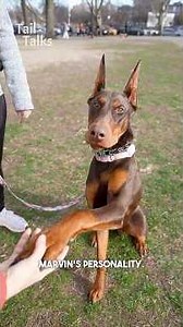 Meet Marvin, an 8.5-month-old Doberman! #doberman #dog