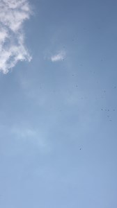 Download Sky with birds background for free