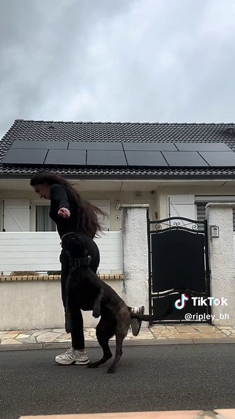 Effective Dog Training Techniques for Working Dogs