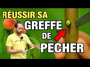 SUCCESSFUL PEACH GRAFTING EASILY 🍑 For ABUNDANT fruit!