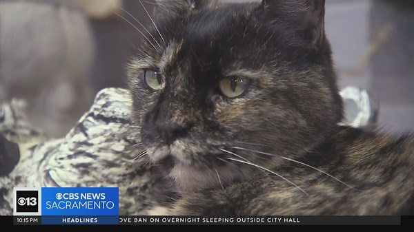 Cat allegedly pepper sprayed by postal worker in Rancho Cordova